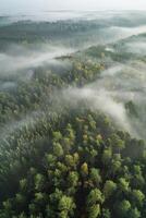 Fog in Forest Aerial view photo