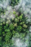 Fog in Forest Aerial view photo