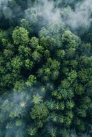 Fog in Forest Aerial view photo
