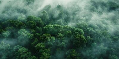 Fog in Forest Aerial view photo