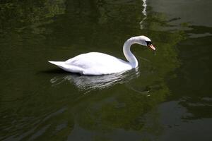 A view of a Mute Swan photo