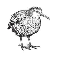 negro y blanco grabar aislado kiwi pájaro diseño ilustración valores imagen vector