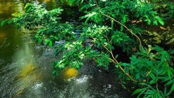 fotografía de Fresco hojas en el río banco foto