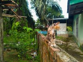 photography of a female village cat standing on a wall photo