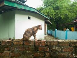 photography of a female village cat standing on a wall photo