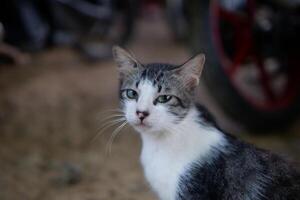 fotografía retrato de un negro y blanco Adolescente gato con un al aire libre antecedentes foto