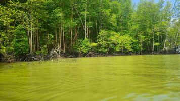 photography of natural mangrove forests on the edge of the sea photo