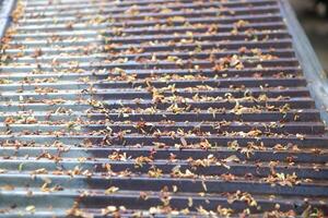 fotografía de antecedentes textura de pila de algo de Tamarindo flores en zinc foto