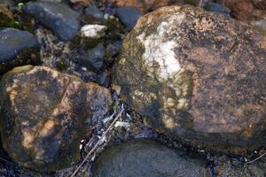 fotografía de cerca arriba de blanco cubierto de musgo rocas en el río foto