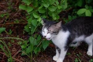 fotografía retrato de un negro y blanco Adolescente gato con un al aire libre antecedentes foto