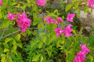 photography of paper flowers or those with the lattin name bougainvillea with a natural background photo