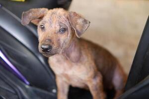 Photography portrait of a stray puppy with a pity expression photo