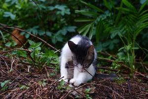 photography portrait of a black and white teenage cat with an outdoor background photo