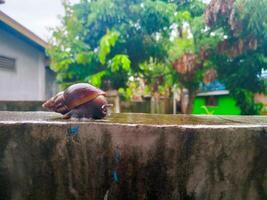 photography of a snail on a wet wall with a blurred background photo