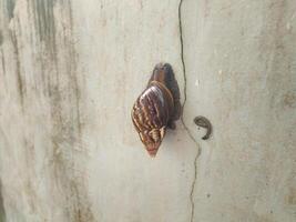 photography of a snail while sticking to the wall with its droppings photo