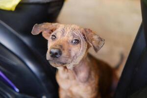 Photography portrait of a stray puppy with a pity expression photo