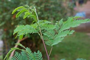 close up photography of the caesalpinia pulcherrima plant or peacock flower leaves photo