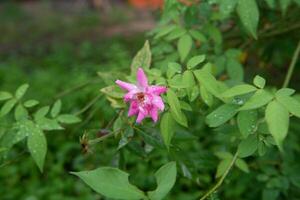 Photography of beautiful pink rosa mollis flower plant in the garden photo