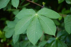 Green cassava leaf plants in the garden are suitable for natural backgrounds photo