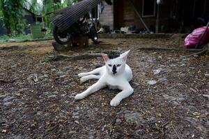 photography of a white domestic cat relaxing on the ground photo