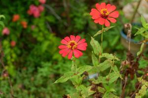 photography of zinnia peruviana flower plants in the garden in the morning photo