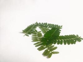 photography of tamarind leaves on an isolated white background photo