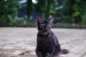 portrait of a black juvenile Angora cat with thick fur and an adorable face photo