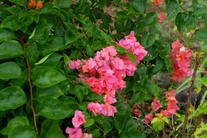 photography of paper flowers or those with the lattin name bougainvillea with a natural background photo