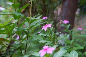 cerca arriba de el rosado bígaro flor planta cuales tiene el latín nombre catharanthus Roseus foto