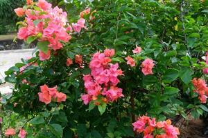 photography of paper flowers or those with the lattin name bougainvillea with a natural background photo
