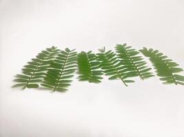 photography of tamarind leaves on an isolated white background photo