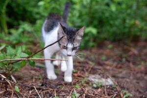 photography portrait of a black and white teenage cat with an outdoor background photo