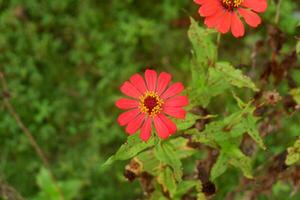 photography of zinnia peruviana flower plants in the garden in the morning photo