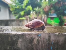 fotografía de un caracol en un mojado pared con un borroso antecedentes foto