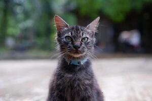 portrait of a black juvenile Angora cat with thick fur and an adorable face photo