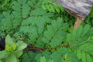 cerca arriba fotografía de el caesalpinia pulcherrima planta o pavo real flor hojas foto