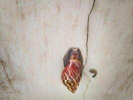 photography of a snail while sticking to the wall with its droppings photo