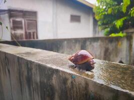 fotografía de un caracol en un mojado pared con un borroso antecedentes foto