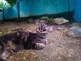 photography of a black domestic cat with adorable facial expressions photo