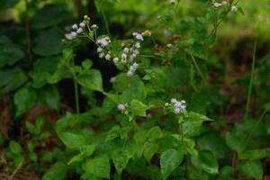 photography of medicinal plant ageratum conyzoides with blurred background photo