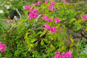 photography of paper flowers or those with the lattin name bougainvillea with a natural background photo