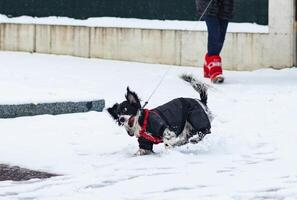 Dog plays in the snow photo