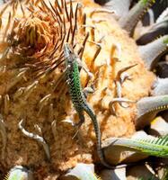 Close up of a lizard on a Cycas photo