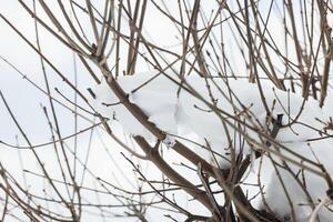 Large branches of a tree covered with snow. photo