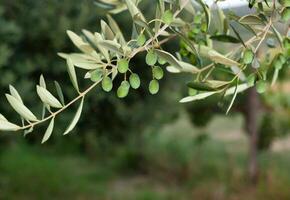 Olive branch with Tuscan olives photo