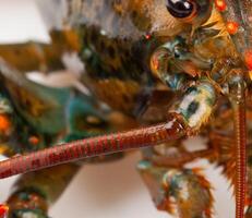 Macro of living lobster photo