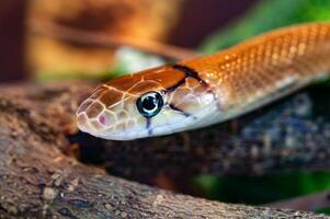 Indonesian jewelry snake or Coelognathus subradiatus. photo