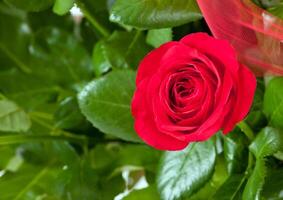 One red rose photo