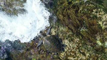 mare tartaruga nuoto attraverso cristallo mare acque e onde nel Taiwan xiaoliuqiu video