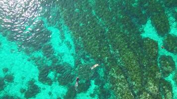 Aerial Tranquility, Swimmers Enjoying Crystal Waters by the Seashore in Taiwan video